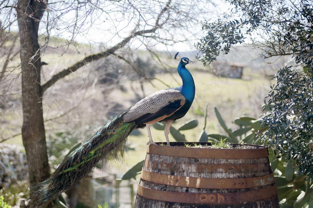 فندق Aldeia Da Mata Pequena مافرا المظهر الخارجي الصورة